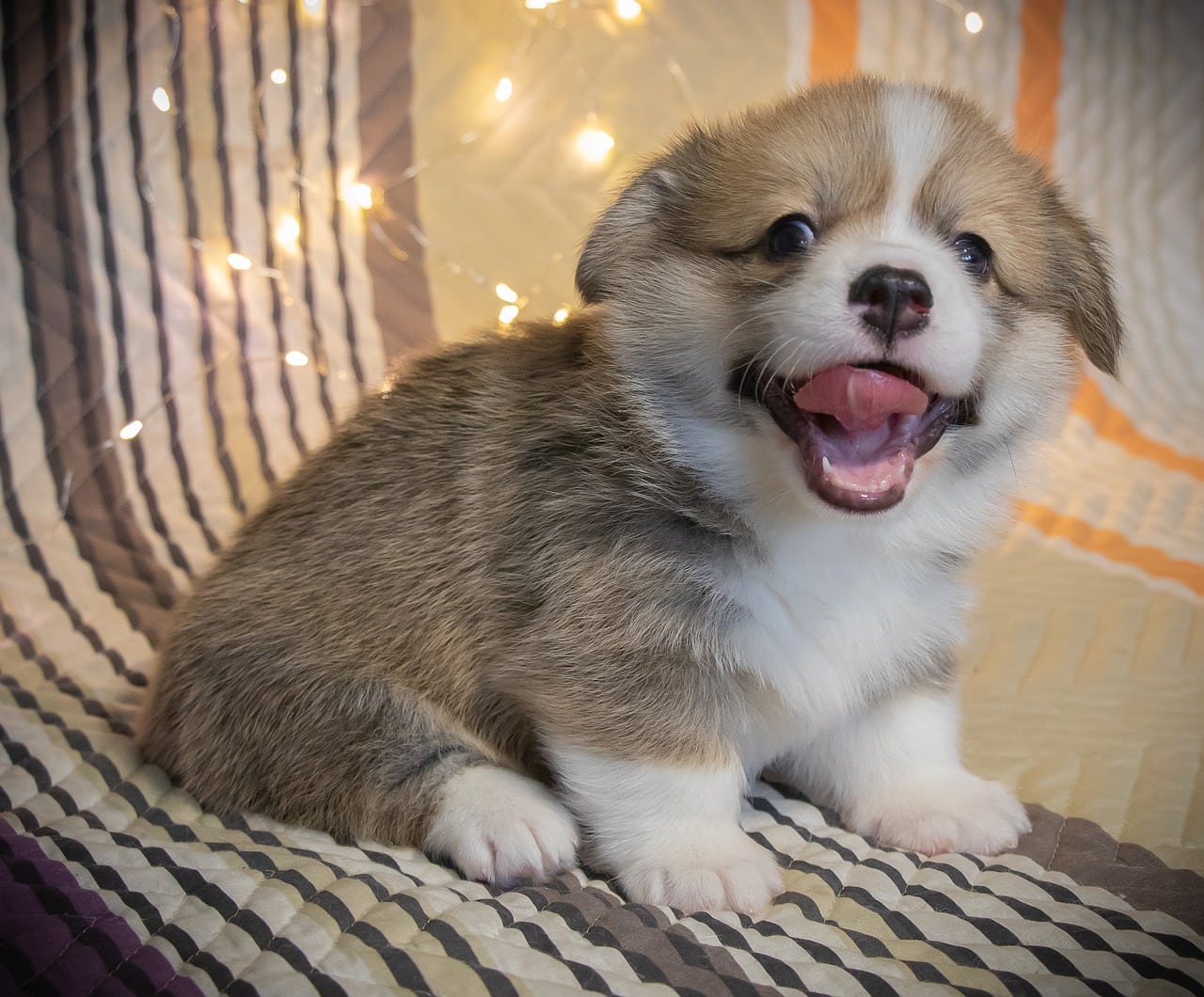How Much Does It Cost to Clone a Dog? Vet-Reviewed Facts & Cost