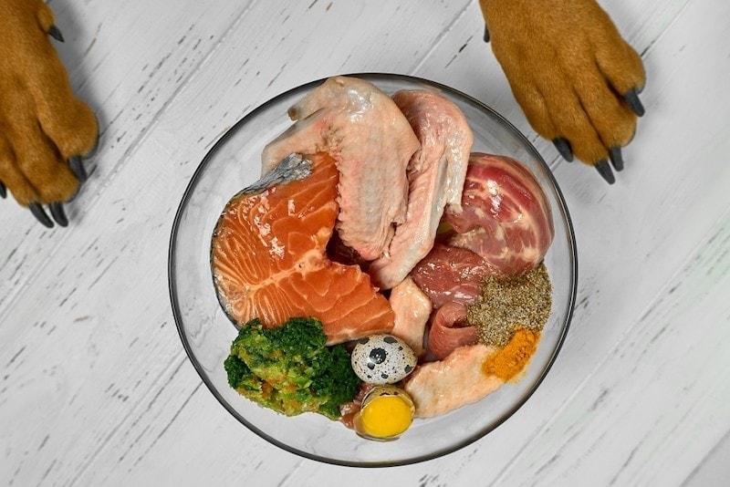 Why Many Veterinarians Do Not Recommend a Raw Diet for Your Dog: Our Vet Explains