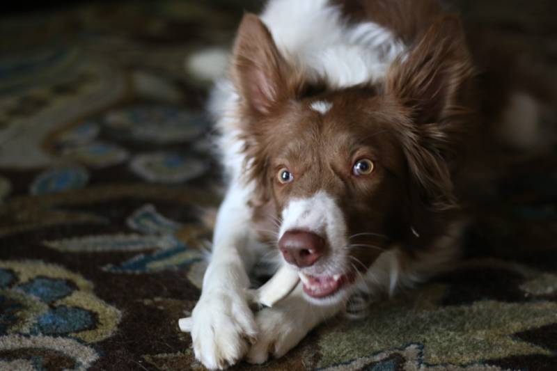 How Long Will It Take for a Dog to Digest a Bone? Vet-Verified Facts & Risks