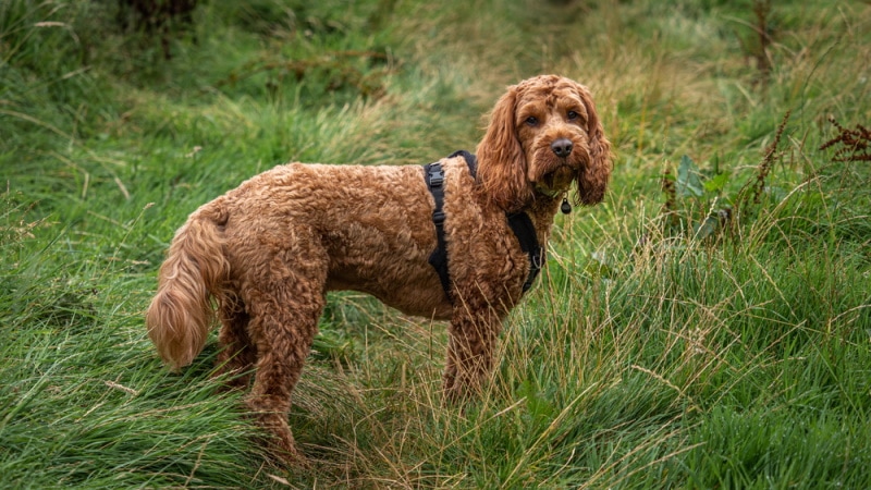 Are Cockapoos Smart? Facts & Breed Intelligence Explained