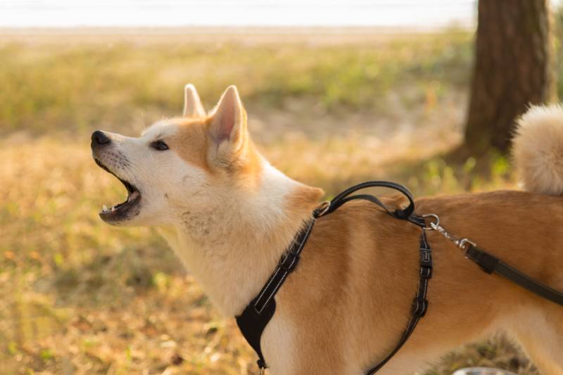 How Much Does a Shiba Inu Bark? Vet-Reviewed Vocalizations, Health & Anxiety