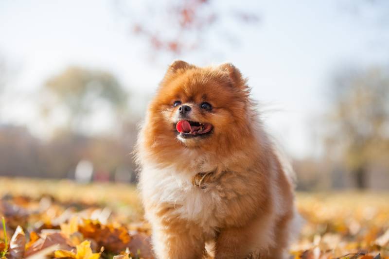 Can a Pomeranian Be a Service Dog? Facts & FAQ