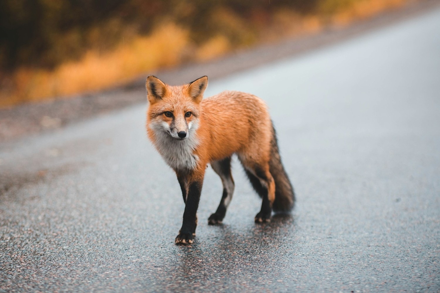 Do Foxes Attack and Eat Dogs? How to Avoid Danger in Your Backyard