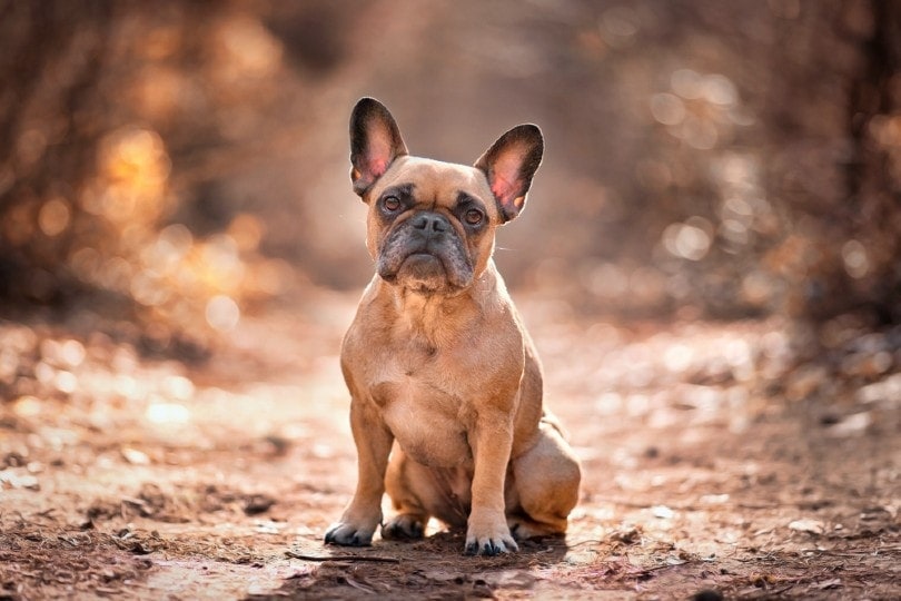 Fawn French Bulldog: Info, Pictures, Origin & History