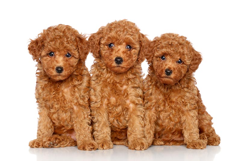 Red Toy Poodle Info Pictures Origin History Dogster