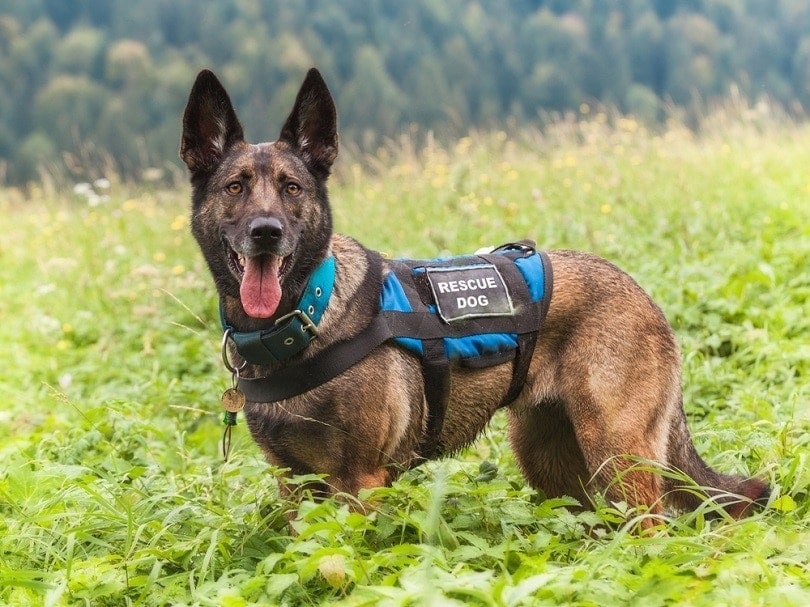 How Do Search & Rescue Dogs Find Missing People? Vet-Verified Answer