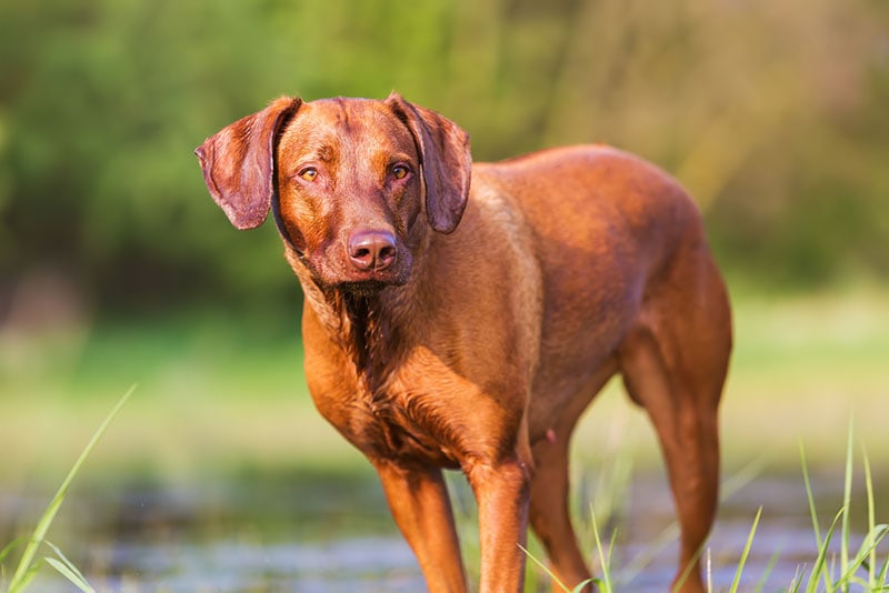 Do Rhodesian Ridgebacks Like Water? Tips, Facts & FAQ