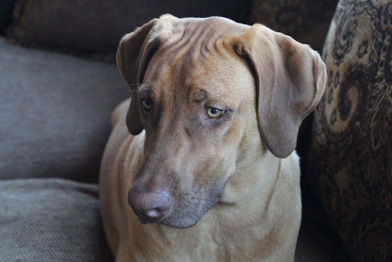 rhodesian ridgeback dog lying on the couch