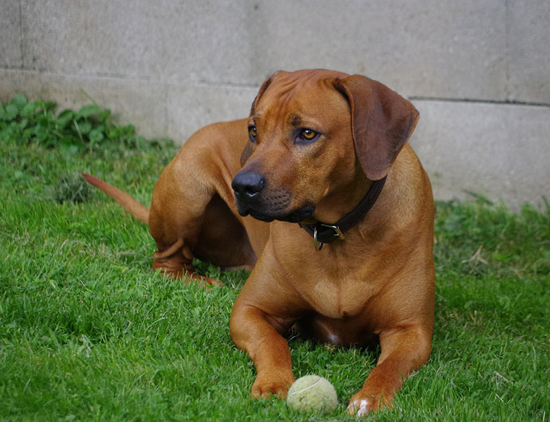 Rhodesian Ridgeback Lifespan: Vet-Reviewed Facts & FAQ