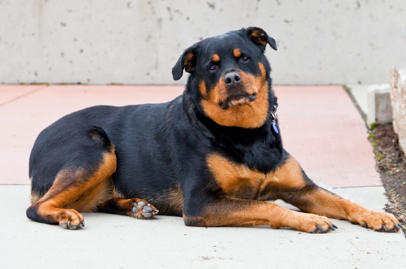 Do Rottweilers Shed? Reasons & Way to Help