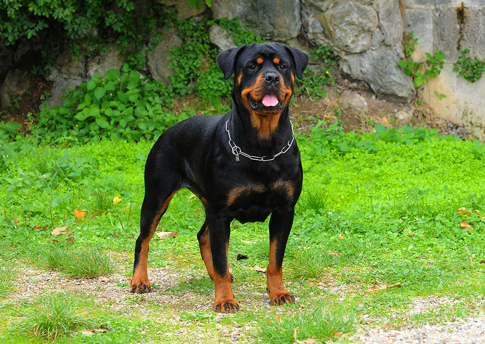 How Fast Can a Rottweiler Run? Vet-Verified Facts & Comparison Chart