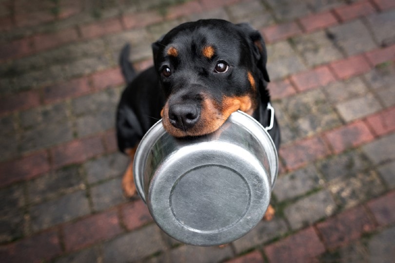 9 Best Foods for Rottweiler Puppies in 2026 - Reviews & Top Picks
