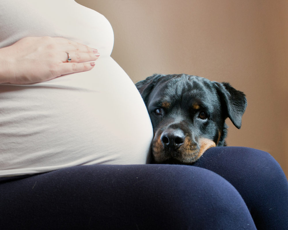 Can Dogs Hear a Fetal Heartbeat: Vet-Verified Canine Hearing Explained