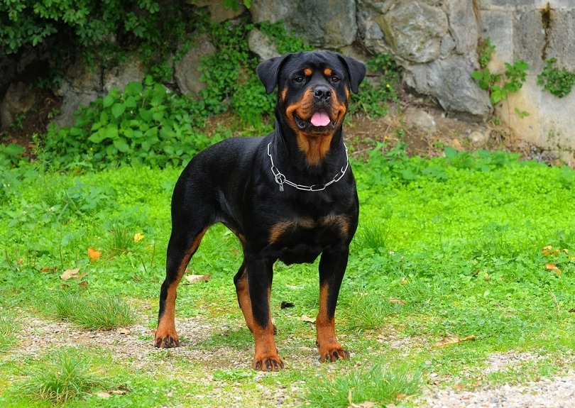 10 Rottweiler Myths & Misconceptions: It’s Time to Stop Believing These!