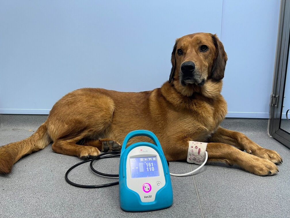 Dog getting blood pressure taken