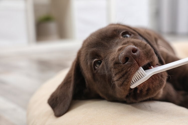 How Much Does Dog Teeth Cleaning Cost in Canada? 2026 Update
