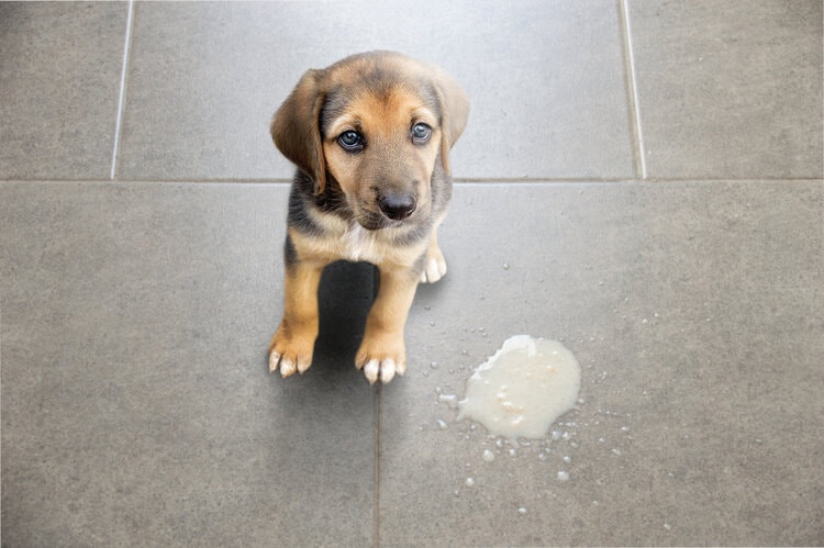 Why Did My Puppy Throw Up? 7 Vet Reviewed Causes