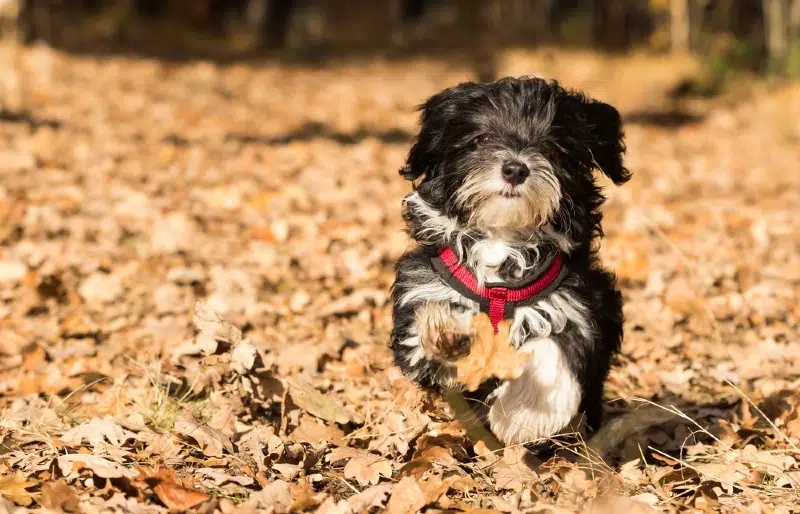 7 Best Puppy Harnesses in 2026 - Reviews & Top Picks