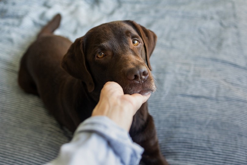 Do Dogs Have Emotions? Here's What Science Says