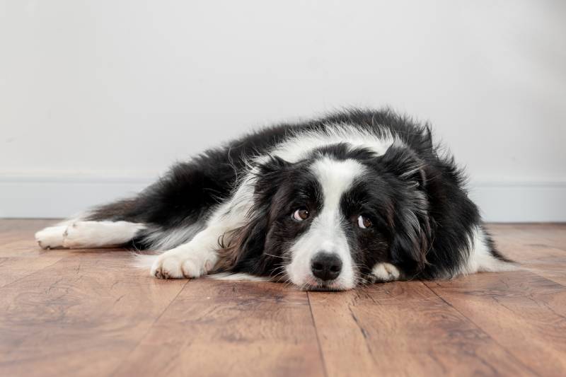 Why Do Dogs Sigh? 6 Vet-Reviewed Reasons & FAQ