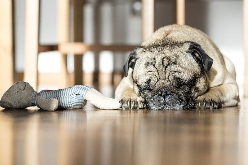 How Much Do Pugs Sleep? Everything You Should Know (Vet-Reviewed)