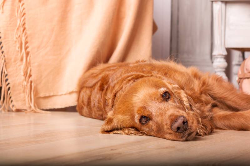 How to Help a Dog’s Arthritis in Cold Weather: 7 Vet-Approved Tips & FAQ