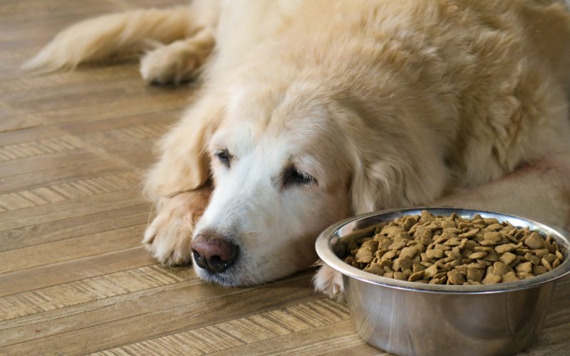 How Long Can a Dog Go Without Food? Vet-Verified Facts & FAQ