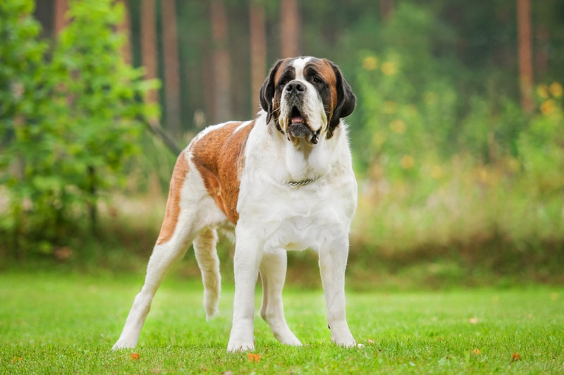 20 Tallest Dog Breeds: Info, Pictures, History & More