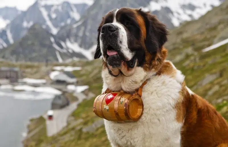 How Smart Are Saint Bernards? Average Intelligence & Instincts Explained