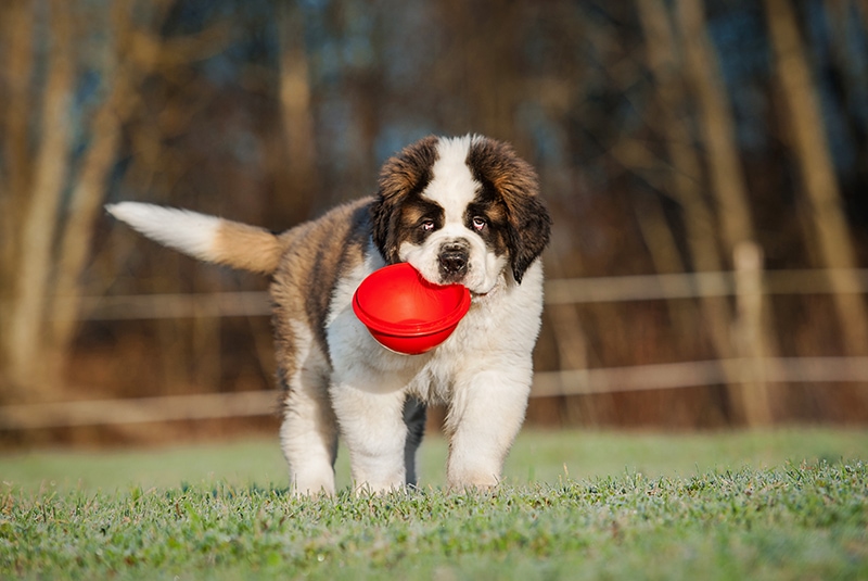 How to Train a St Bernard: 10 Vet-Approved Tips