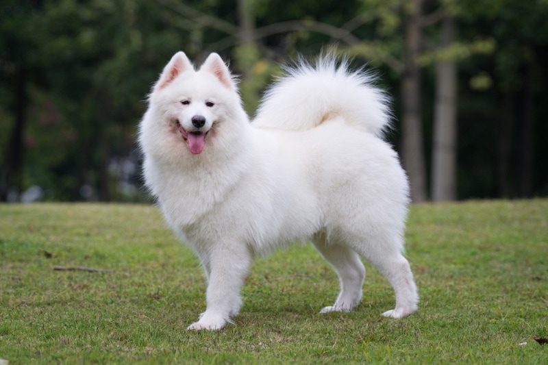 Is a Samoyed Good With Cats? Vet-Verified Facts, Tips & FAQ