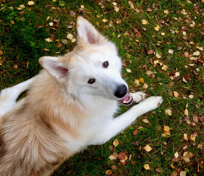 German Shepherd Samoyed Mix: Info, Pictures, Care & More