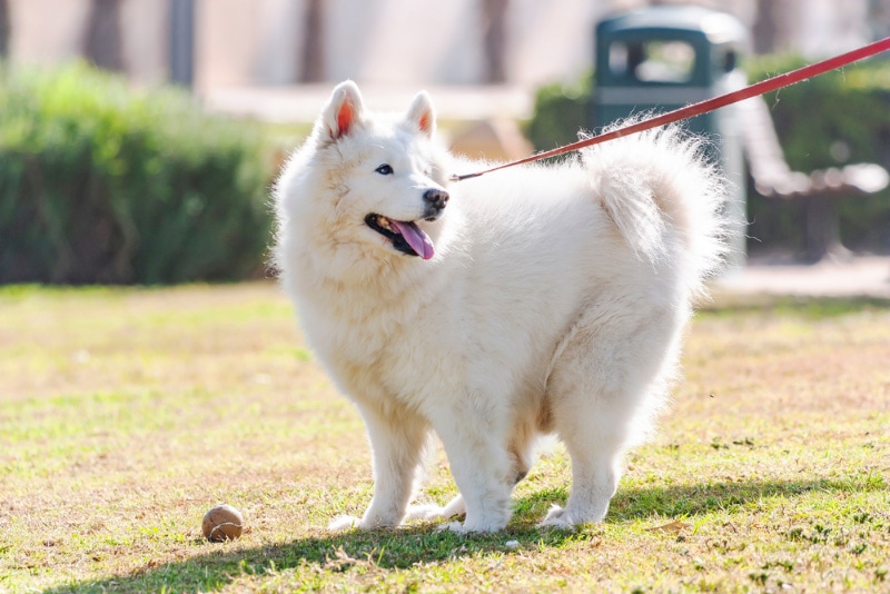 How Long Is a Dog Considered a Puppy? Vet-Reviewed Facts & FAQ