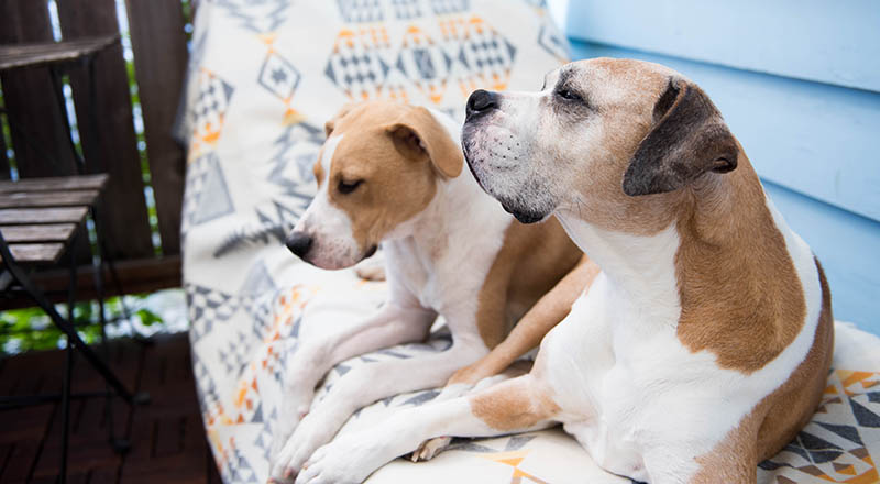 10 Benefits of Getting Your Senior Dog a Puppy Companion: Vet-Verified Facts