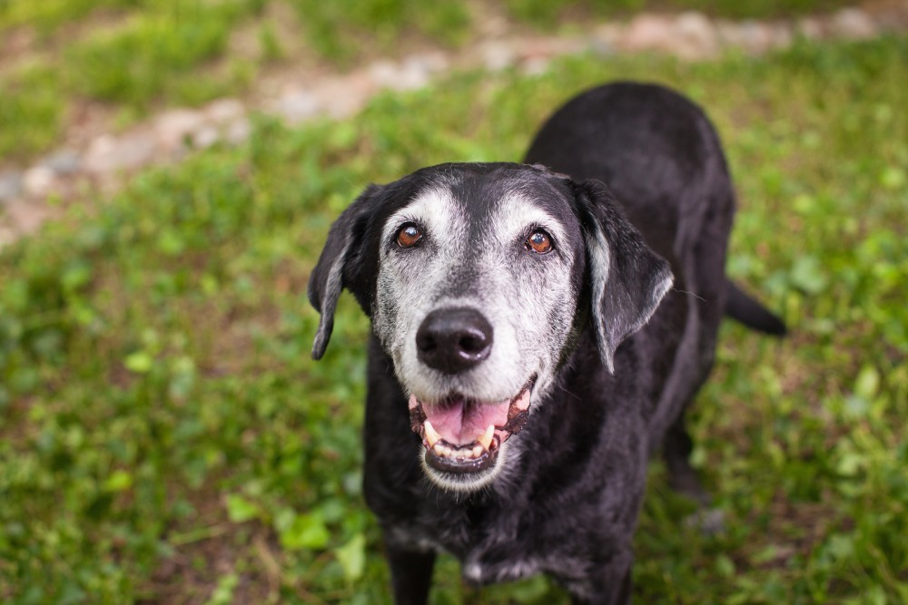 Can Elderly Dogs Undergo Anesthetic Dental Work? Our Vet Explains