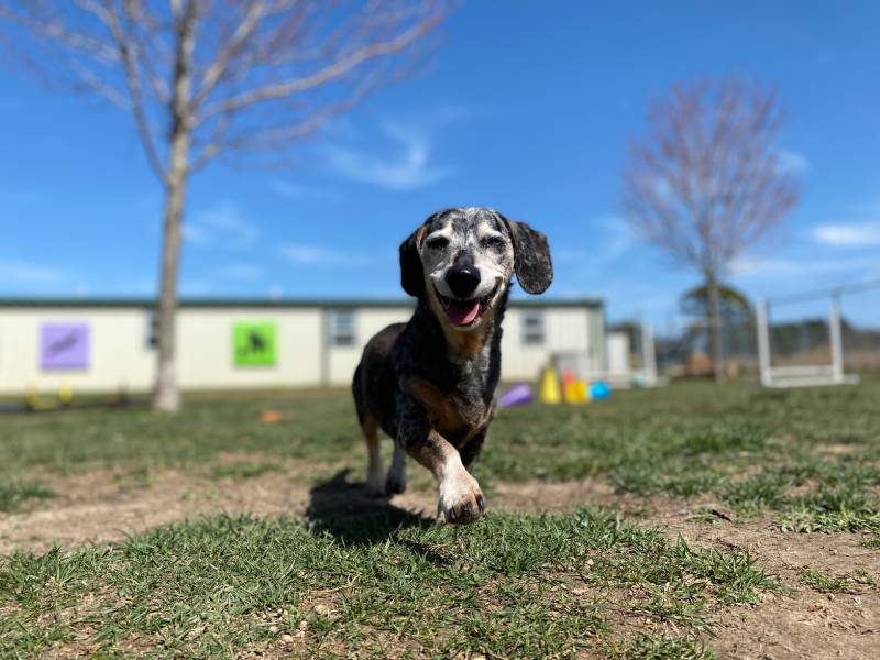50 Fun Things to Do With Your Dog: Bonding & Staying Active Together