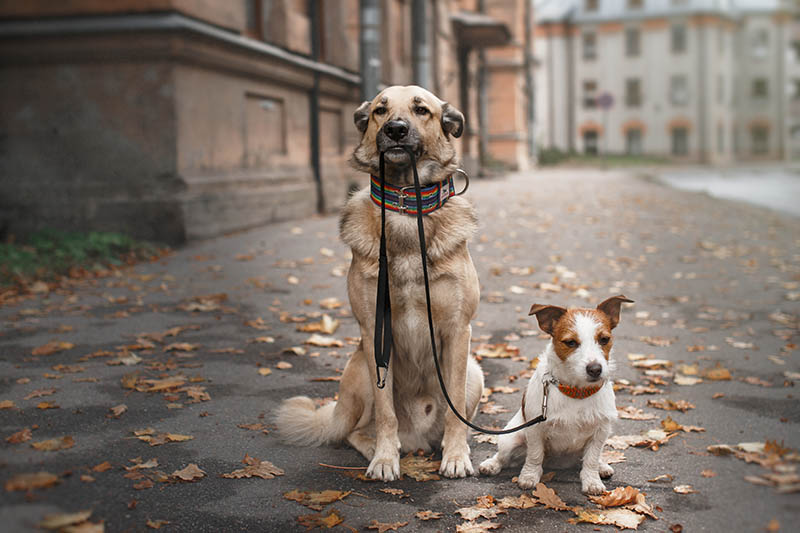 What Happens if I Don’t Take My Dog for a Walk? Our Vet Answers