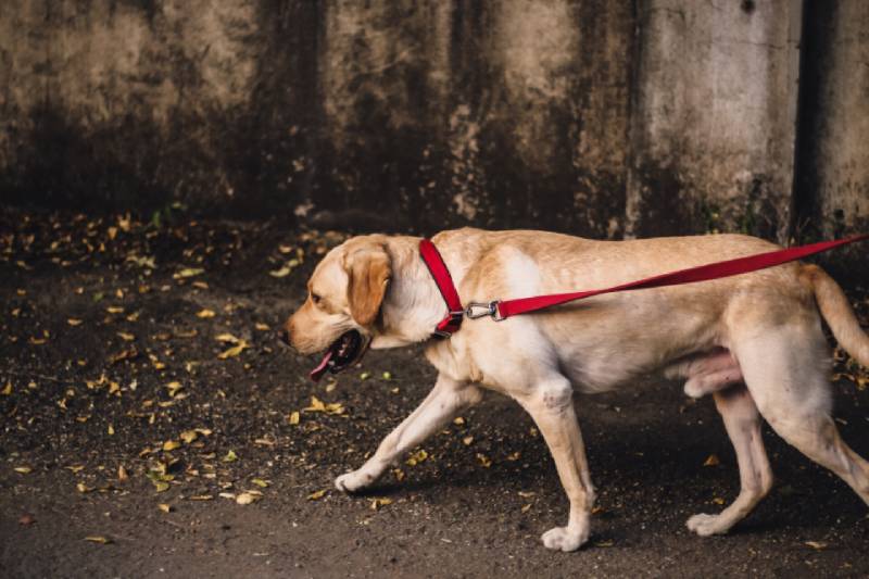 How to Train Your Older Dog to Walk on a Leash: Vet-Approved Methods & Tips