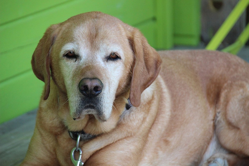 senior dog lying on a wooden surface