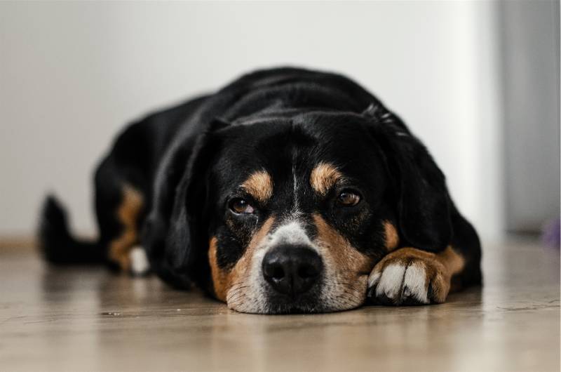 Why Does My Dog Throw Up in the Morning? 10 Vet-Verified Causes
