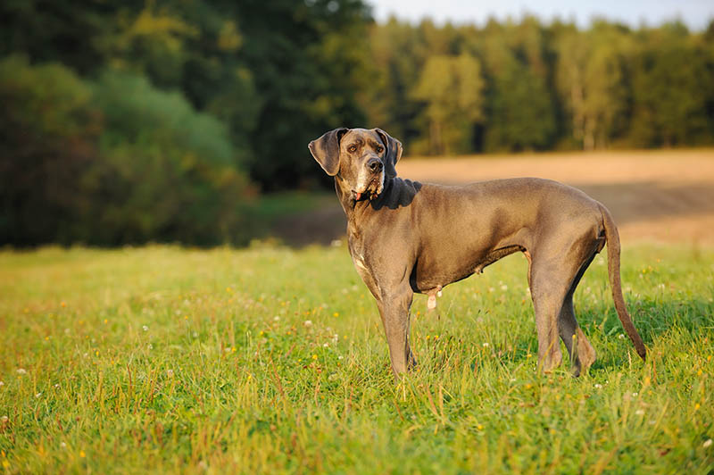 When Should I Spay or Neuter My Great Dane? Vet Approved Facts
