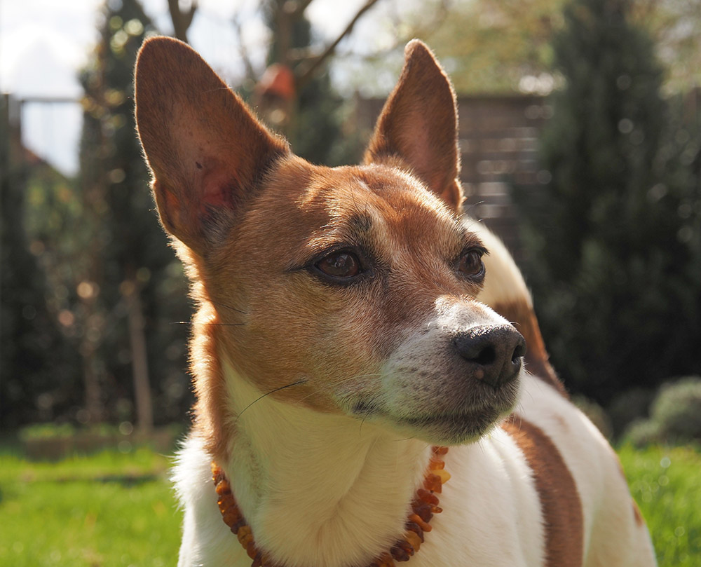 Hearing Loss in Dogs: Vet-Reviewed Causes, Signs & What You Can Do