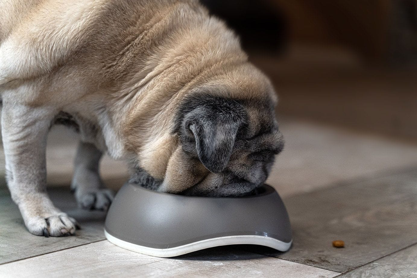 7 Best Senior Dog Foods for Small Breeds in 2026: Reviews & Top Picks