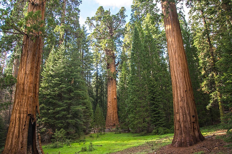 Are Dogs Allowed in Sequoia National Park? 2026 Rules Update