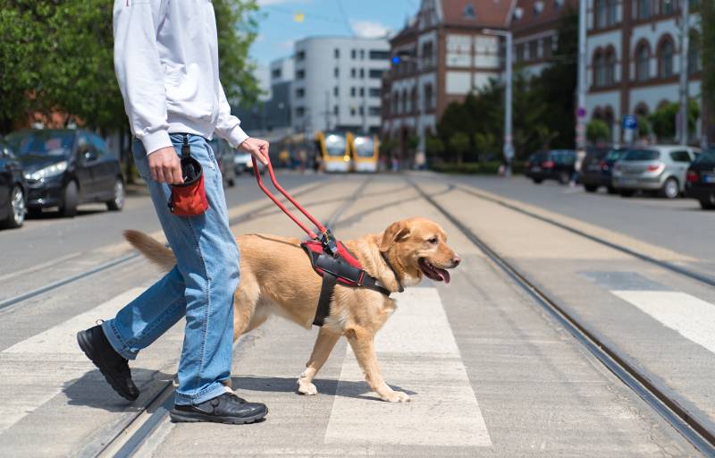 Assistance Dog Day 2026: When & What It Is