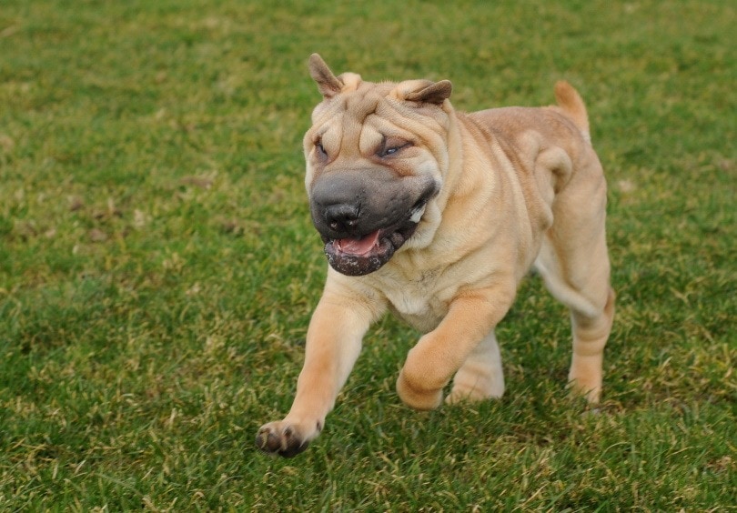Are Shar Peis Aggressive? Facts & FAQ