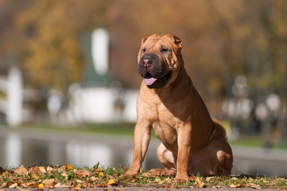 shar pei dog sitting on grass