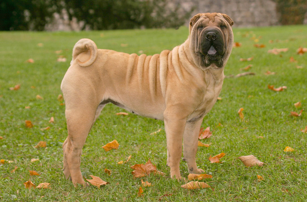 shar pei dog standing on grass