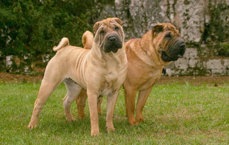 How Much Do Shar Peis Shed? Grooming Needs & FAQ