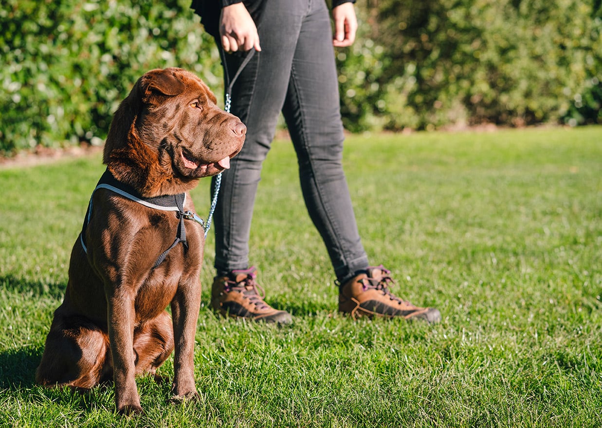 9 Shar Pei Mixes (With Pictures)